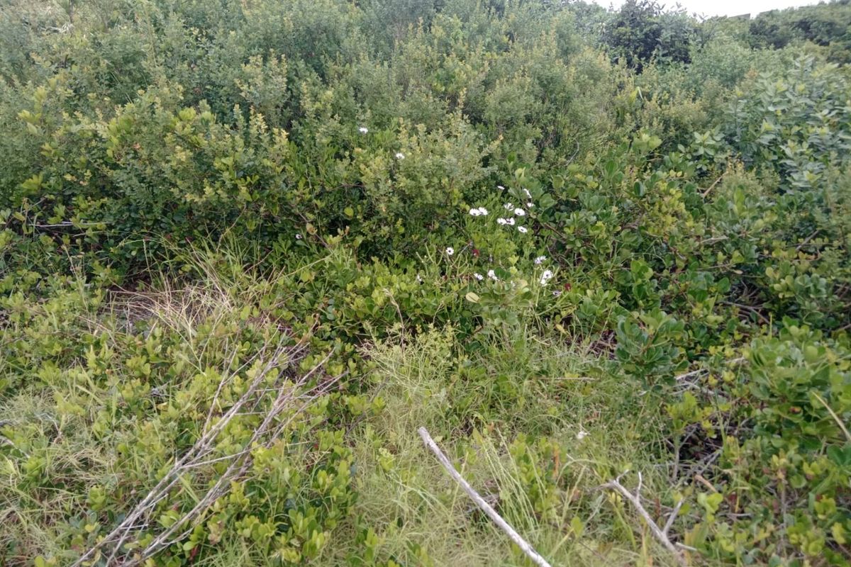 A view of the natural vegetation and indigenous shrubbery covering the vacant residential land.