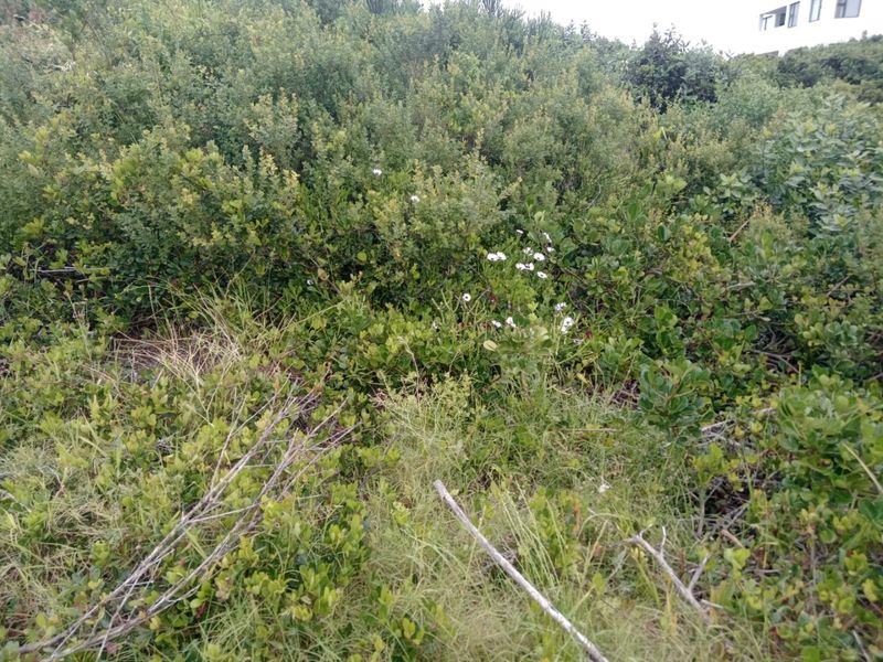 A view of the natural vegetation and indigenous shrubbery covering the vacant residential land.