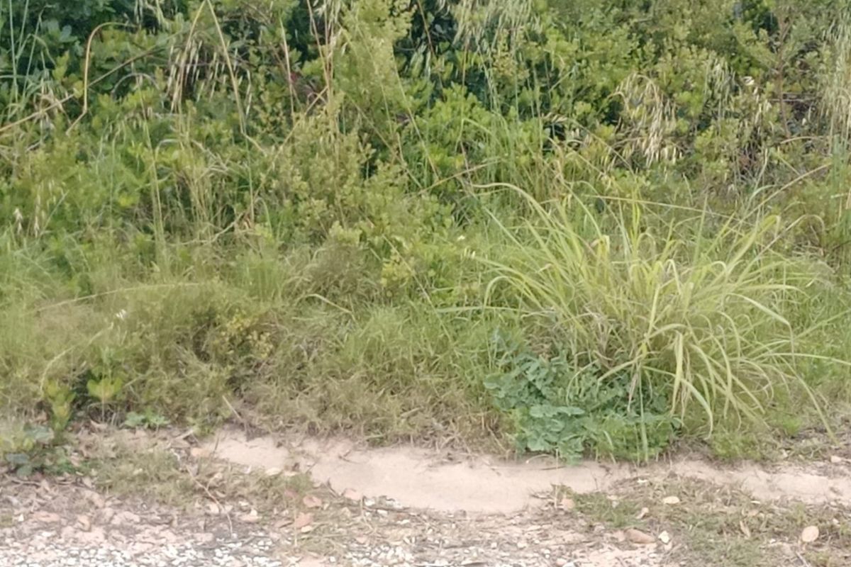 A view of the natural vegetation and unimproved ground surface on the residential vacant land plot.