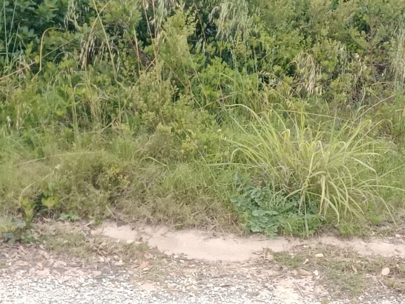 A view of the natural vegetation and unimproved ground surface on the residential vacant land plot.
