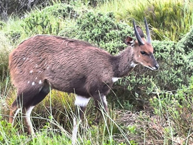 A photograph of a bushbuck standing in natural vegetation on a vacant residential property.