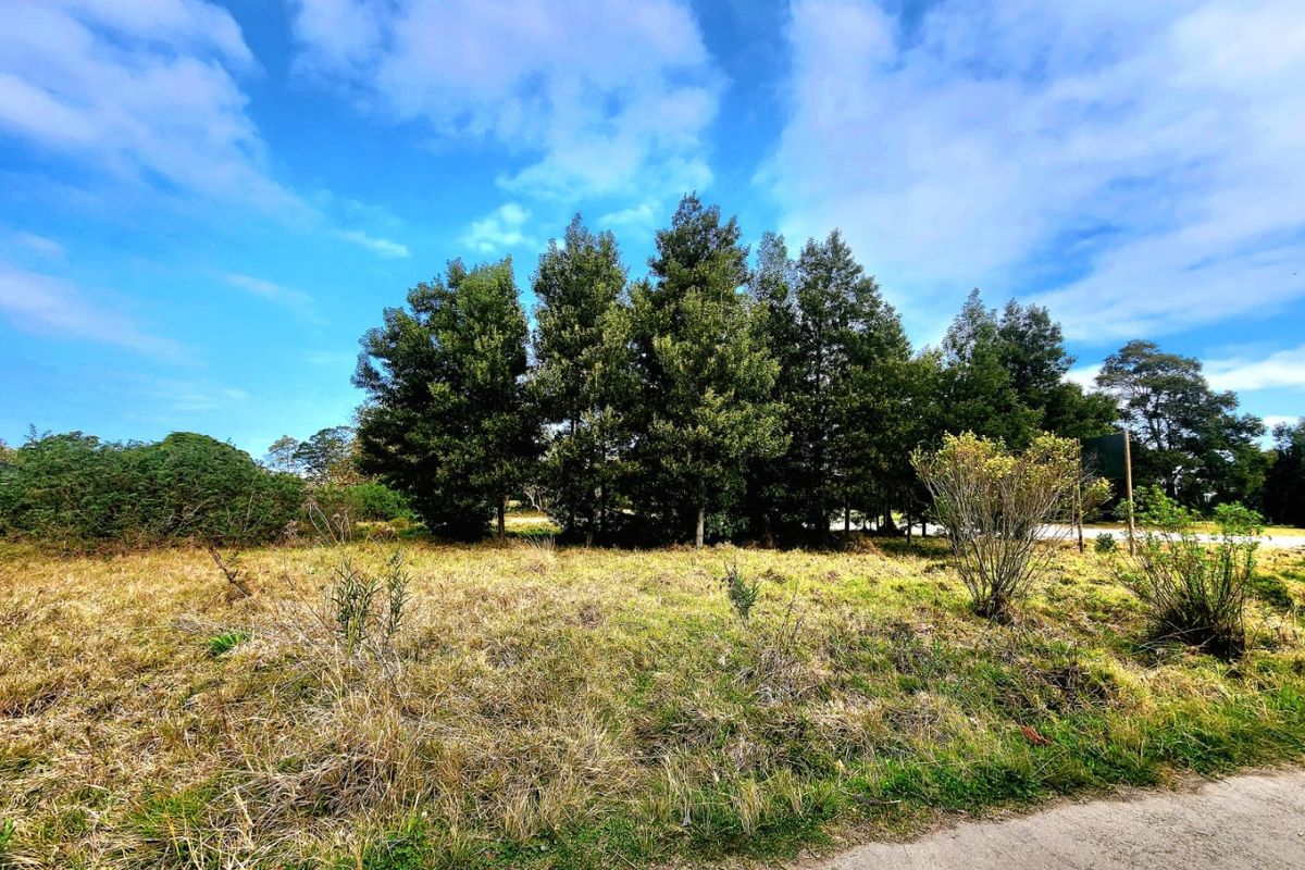 A vacant residential plot featuring natural grassland and mature trees, offering a blank canvas for future development.