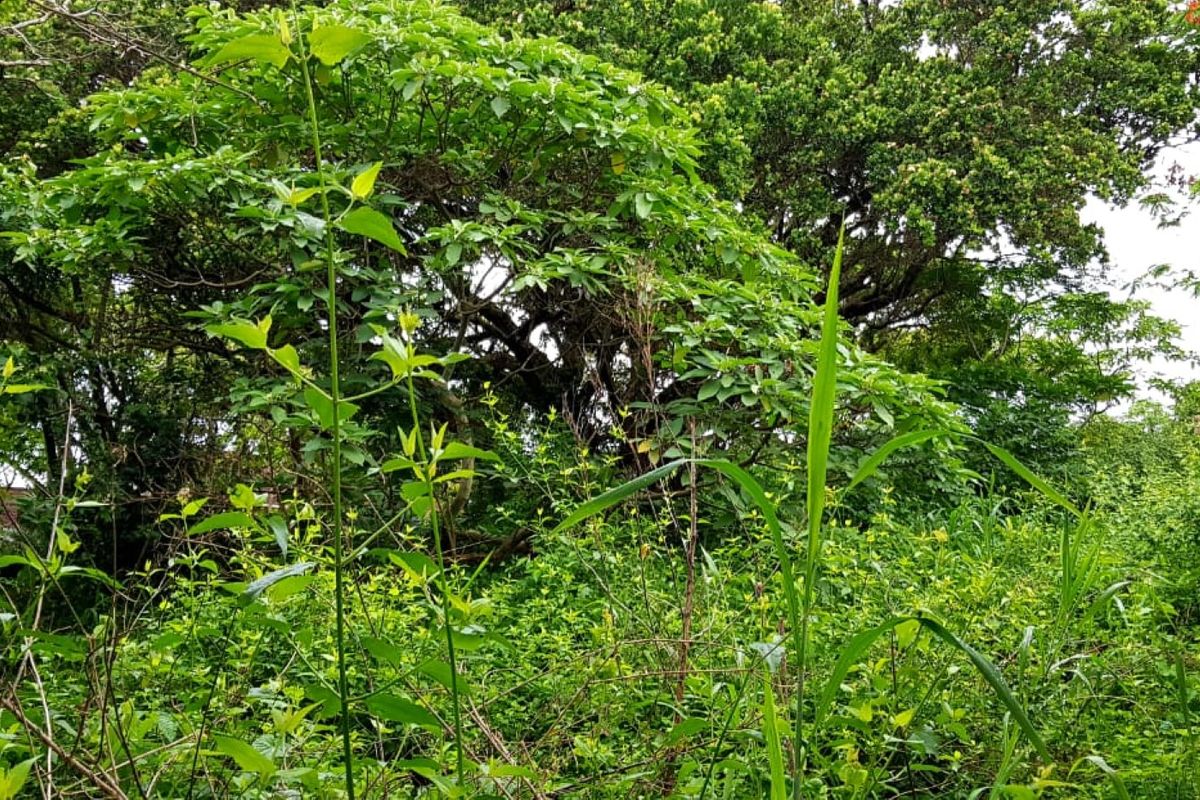 A view of a heavily overgrown residential plot featuring a concrete boundary wall with integrated electric fencing.