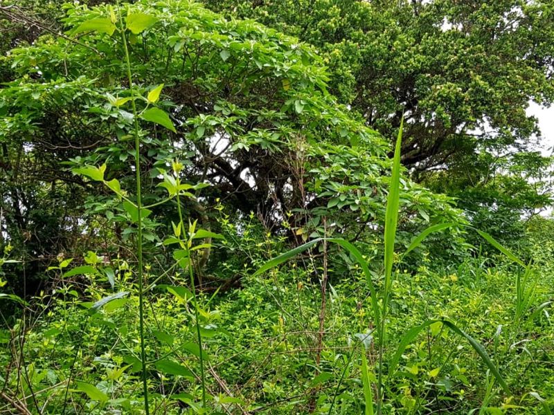A view of a heavily overgrown residential plot featuring a concrete boundary wall with integrated electric fencing.
