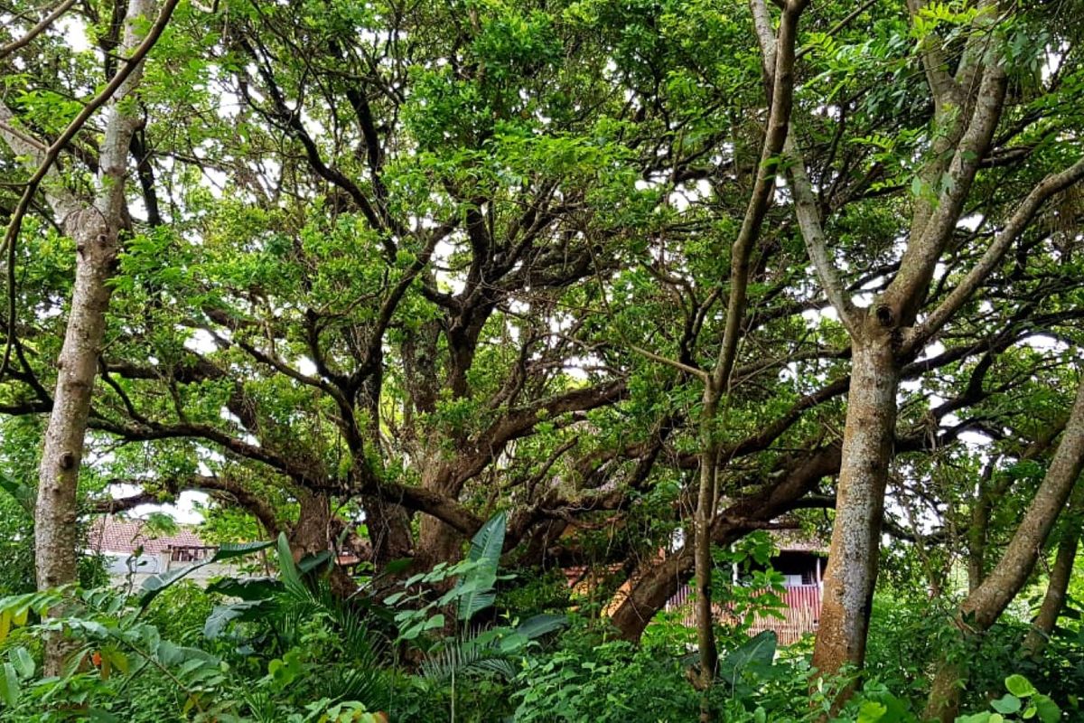 A view of a residential plot featuring mature trees and dense natural vegetation.