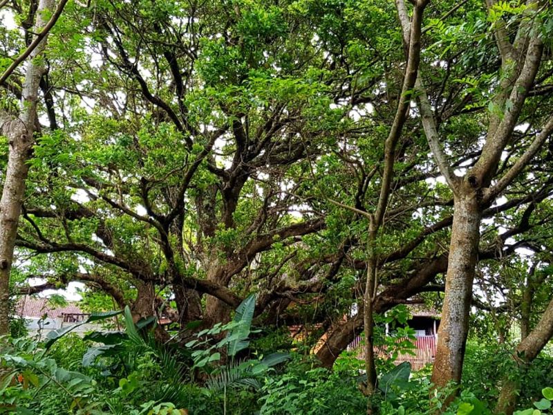 A view of a residential plot featuring mature trees and dense natural vegetation.