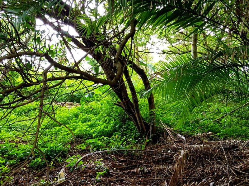 A view of a densely vegetated plot of land featuring mature trees and thick undergrowth.