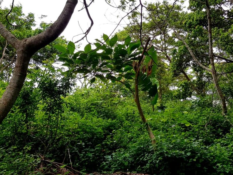 A view of a densely vegetated plot featuring mature trees and thick undergrowth, typical of an undeveloped residential land parcel.