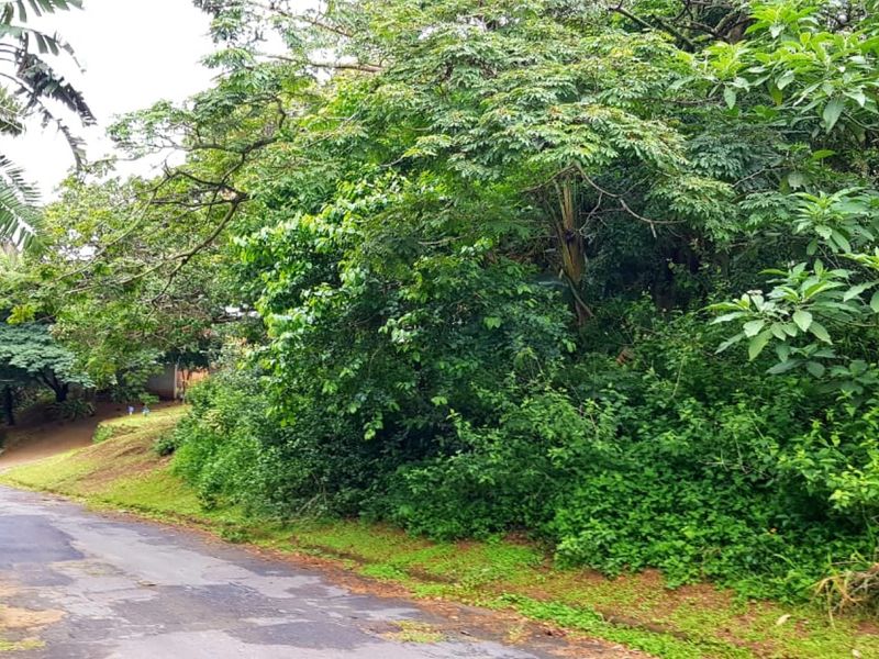 A view of the street frontage showing the access road and surrounding mature trees and dense vegetation on the vacant residential land.