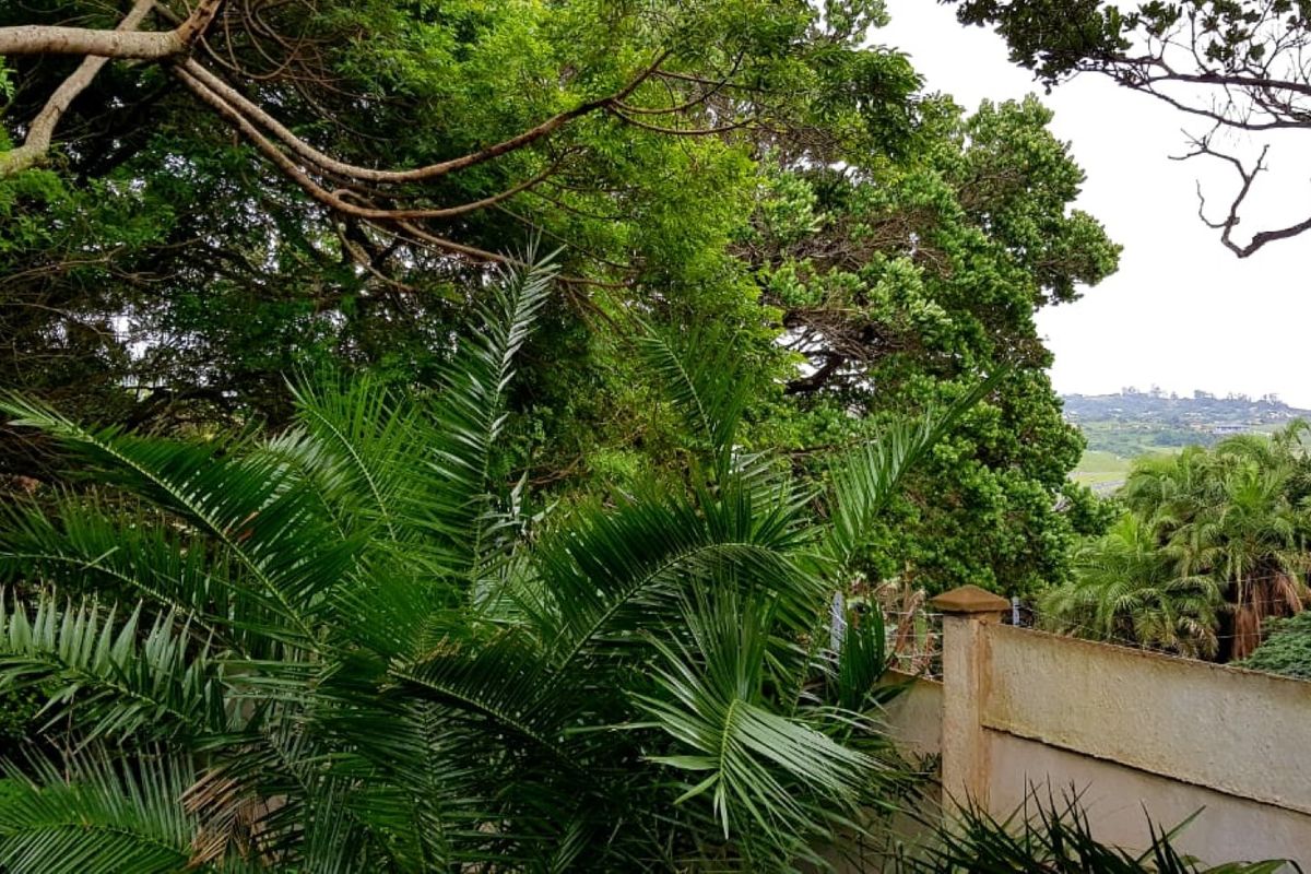 A view of a garden area featuring mature trees, lush greenery, and a concrete boundary wall with pillars.