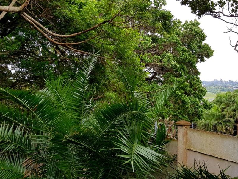 A view of a garden area featuring mature trees, lush greenery, and a concrete boundary wall with pillars.
