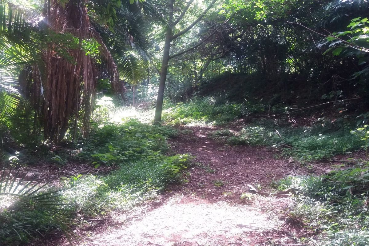 A view of a densely wooded residential plot featuring mature trees and natural vegetation, offering a private and tranquil setting.