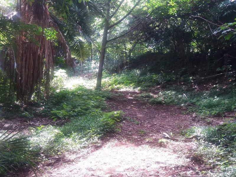 A view of a densely wooded residential plot featuring mature trees and natural vegetation, offering a private and tranquil setting.