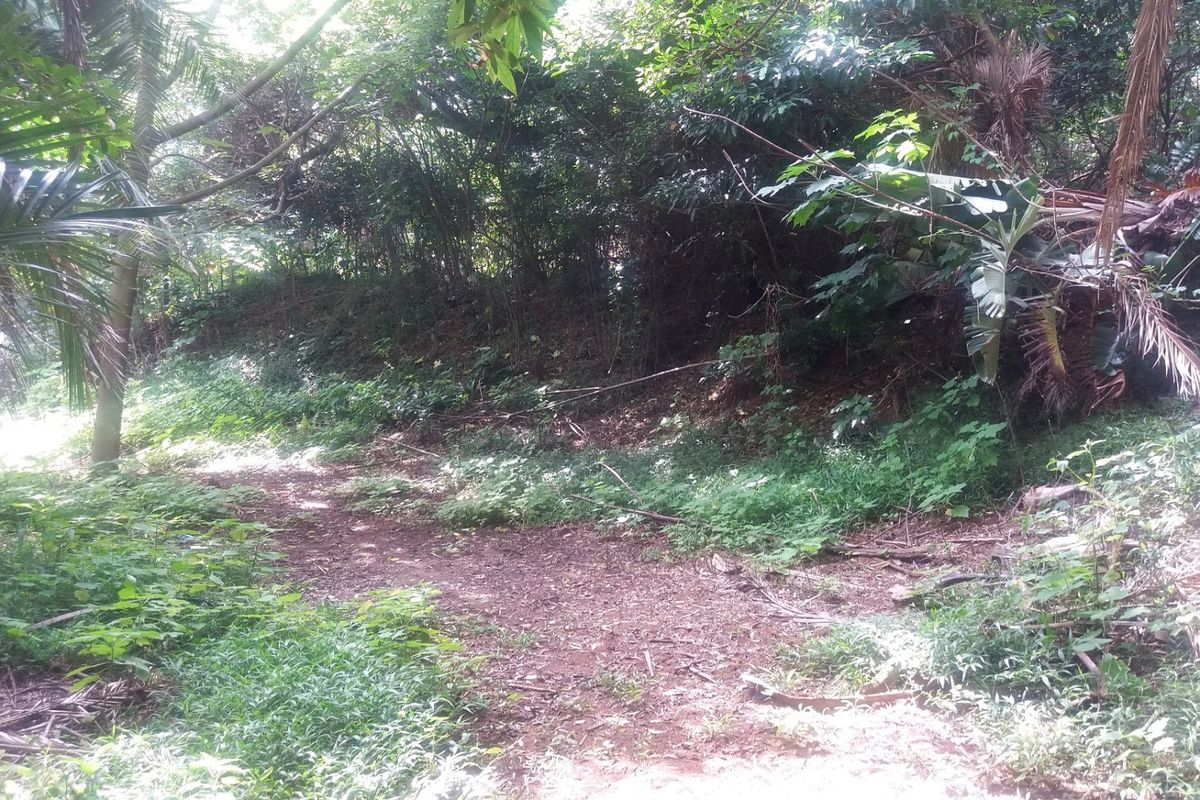 A view of a densely vegetated, natural garden area featuring mature trees and uncultivated ground cover on the residential land.