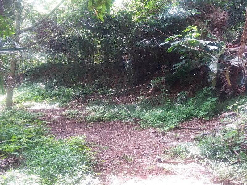 A view of a densely vegetated, natural garden area featuring mature trees and uncultivated ground cover on the residential land.