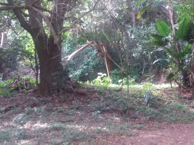 A view of a densely wooded residential plot featuring mature trees and natural vegetation, offering a private and tranquil setting.