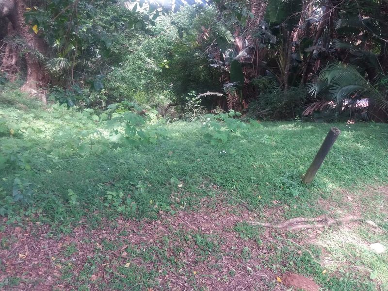 A view of a sloped, naturally vegetated residential plot featuring mature trees and established ground cover.