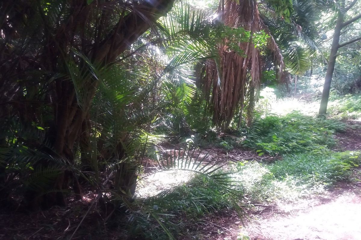 A view of a densely vegetated, undeveloped residential plot featuring mature trees and natural landscaping.