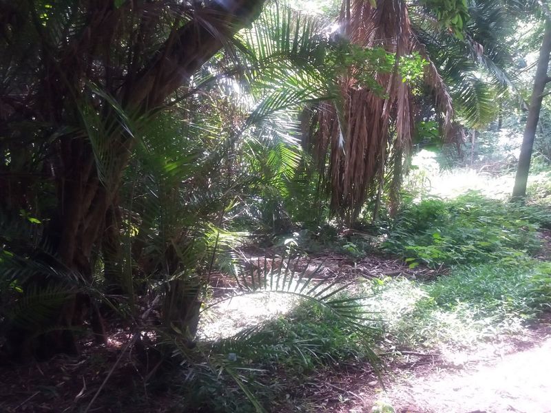 A view of a densely vegetated, undeveloped residential plot featuring mature trees and natural landscaping.