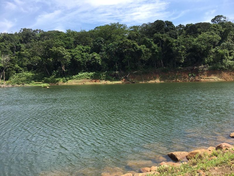 Well Positioned Macadamia Nut Farm For Sale - Photo 5