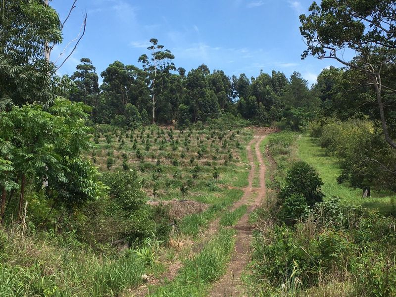 Well Positioned Macadamia Nut Farm For Sale - Photo 10