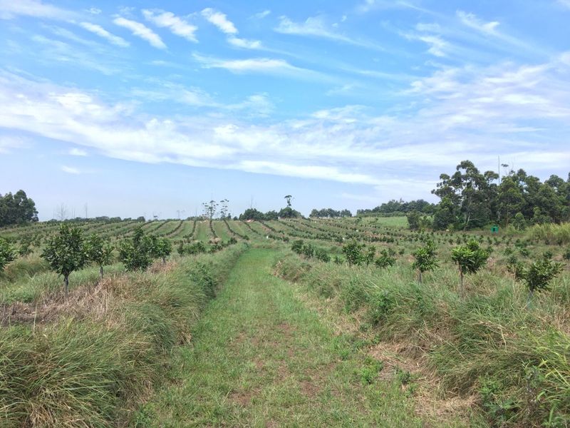 Well Positioned Macadamia Nut Farm For Sale - Photo 9