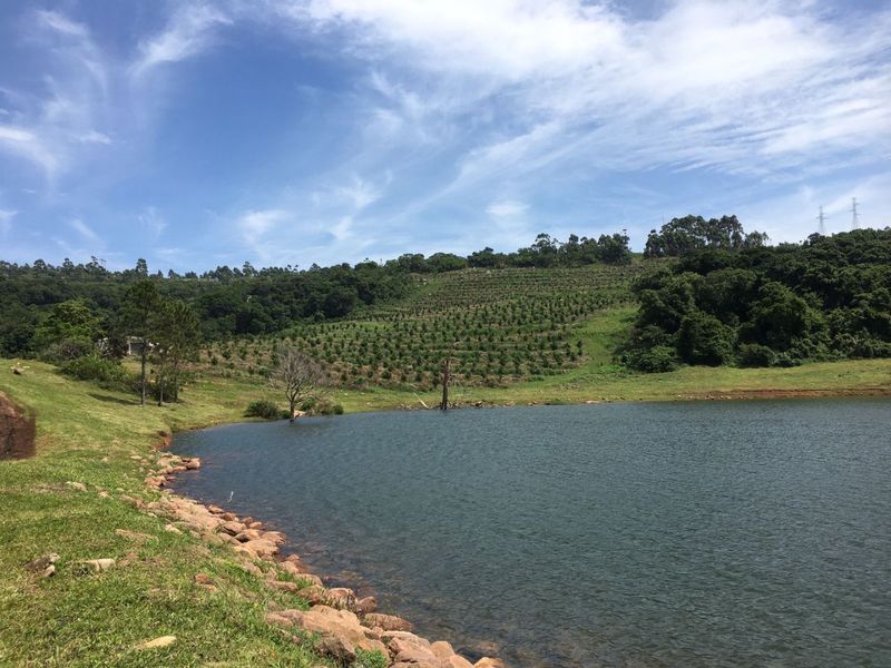 Well Positioned Macadamia Nut Farm For Sale - Photo 3