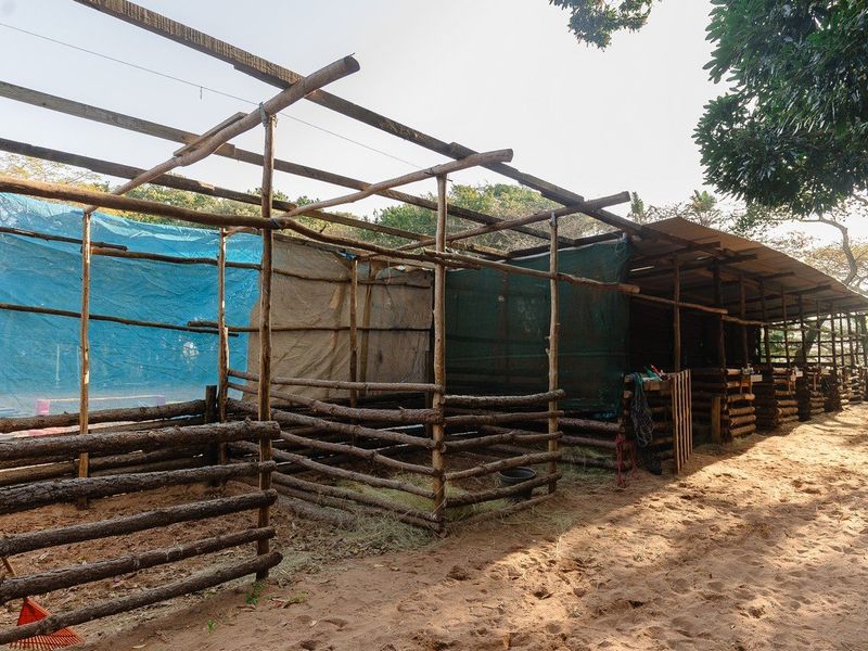 A rustic outdoor livestock enclosure or animal shelter featuring timber framing and mesh screening on a dirt ground surface.