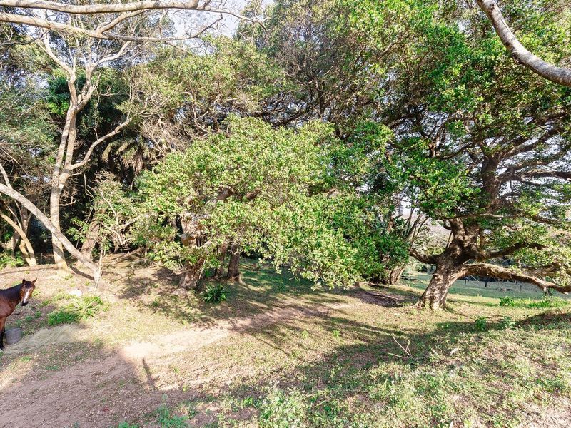 A natural, wooded garden area on the farm property featuring mature trees and established vegetation.