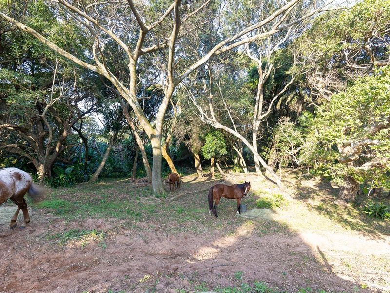 A natural, wooded paddock area on the farm property, featuring mature trees and open grazing space.