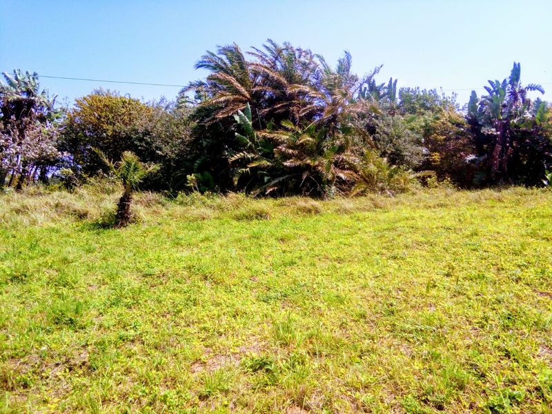 A view of the vacant residential land featuring established trees and natural vegetation.