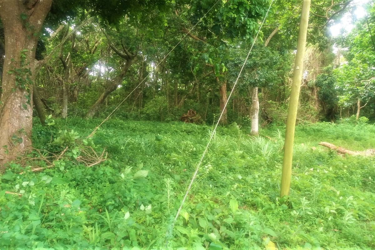 A view of a densely vegetated residential plot featuring mature trees and an existing utility pole.