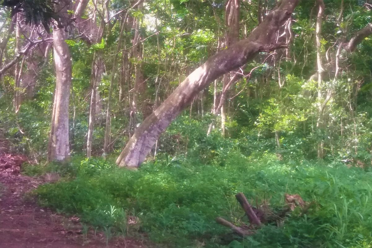 A view of a densely wooded residential plot featuring mature trees and natural vegetation.