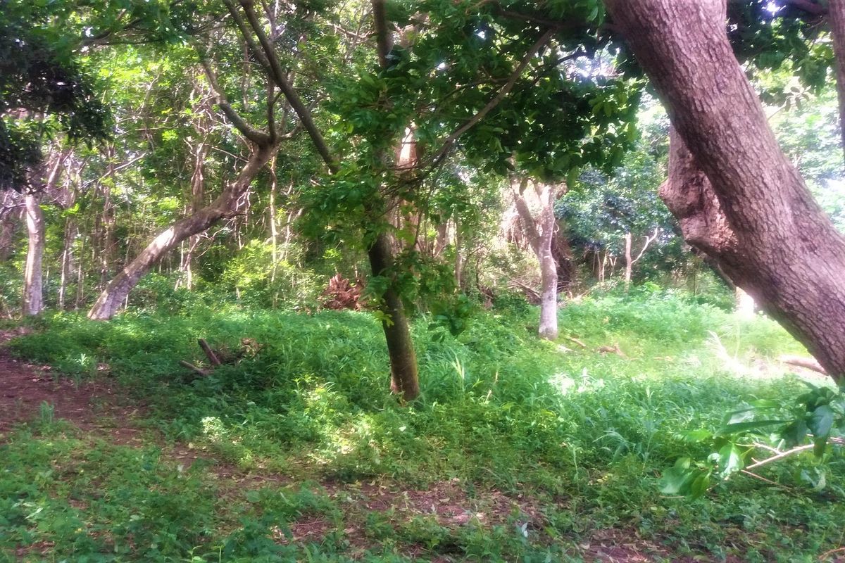 A view of a vacant residential plot featuring mature trees and dense natural vegetation.
