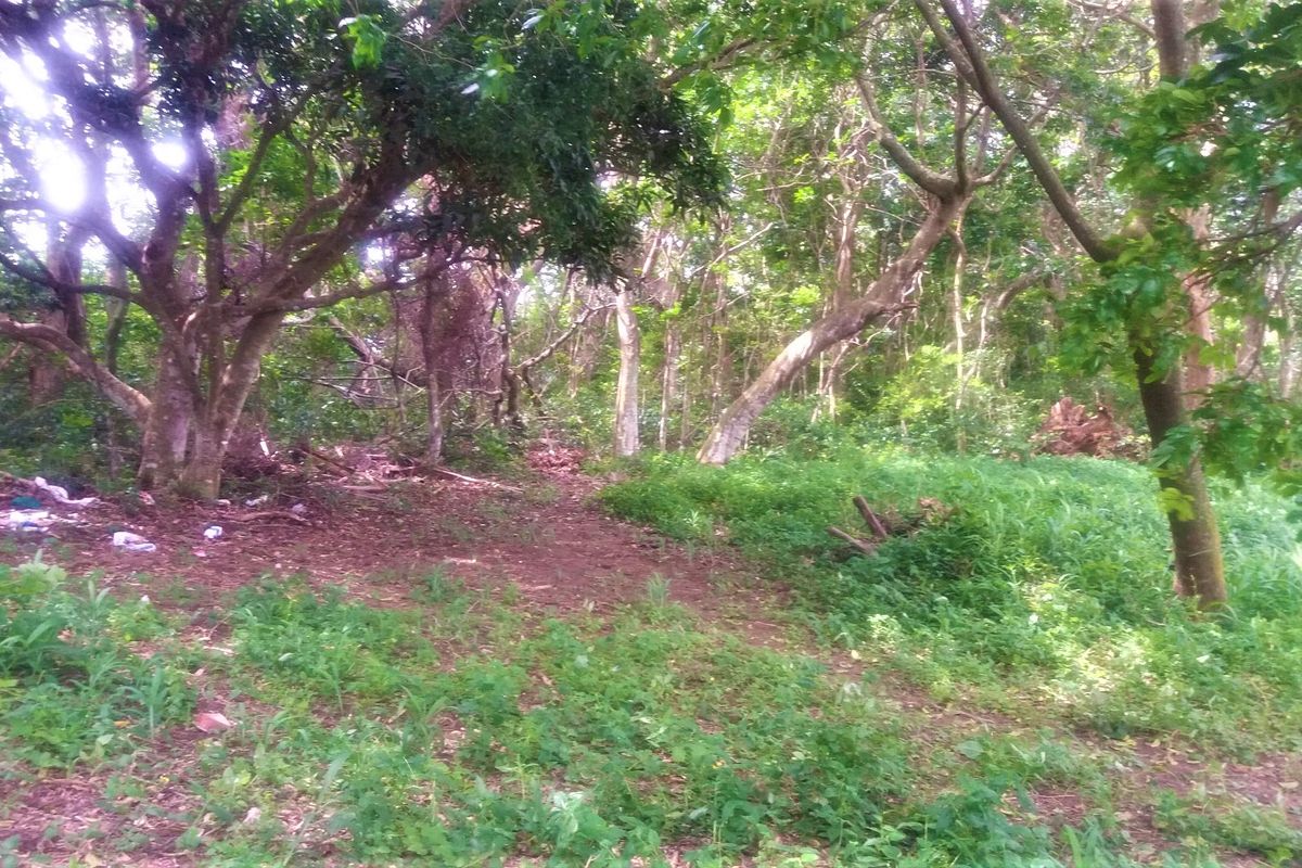 A view of a densely wooded residential plot featuring mature trees and natural ground cover, requiring clearing and site preparation.
