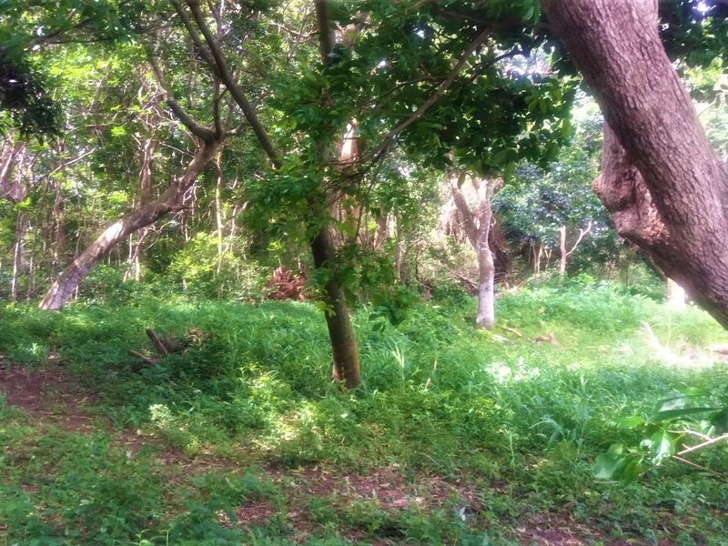 A Massive Vacant Piece Of Land In The Popular Umtentweni Perfect For Development!!! - Photo 3