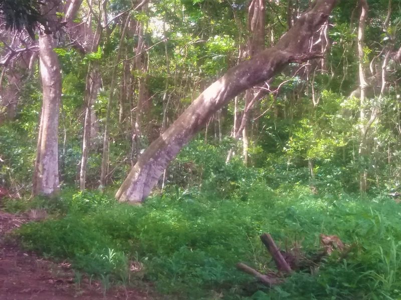 A Massive Vacant Piece Of Land In The Popular Umtentweni Perfect For Development!!! - Photo 2