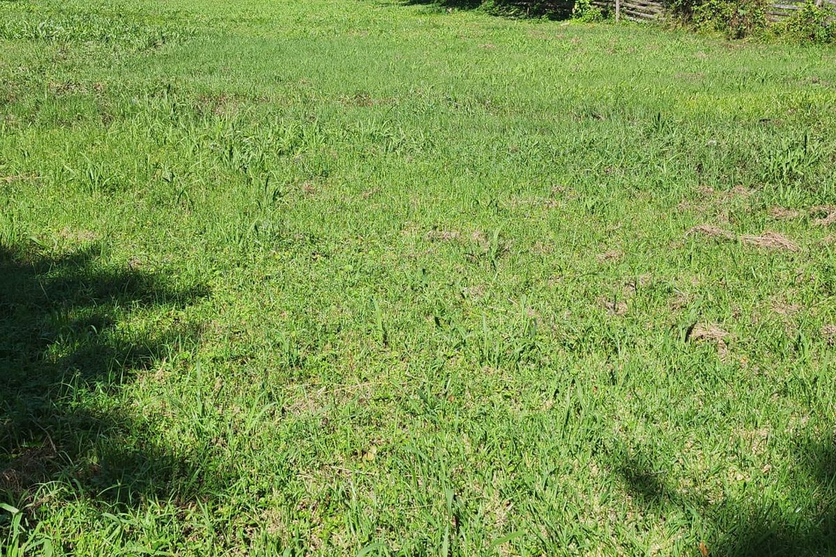 A view of a grassy residential plot featuring a lawn area and perimeter fencing.