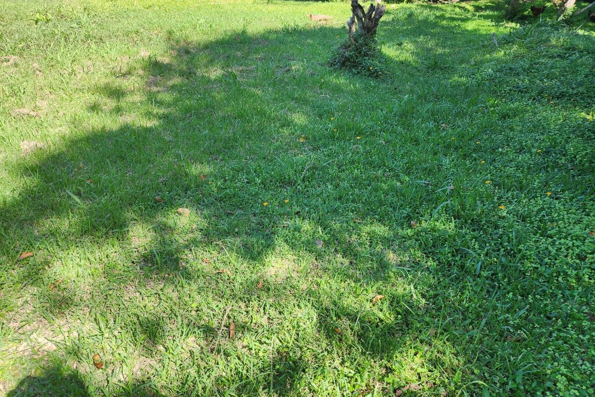 A view of the residential garden area featuring established lawn and mature trees.