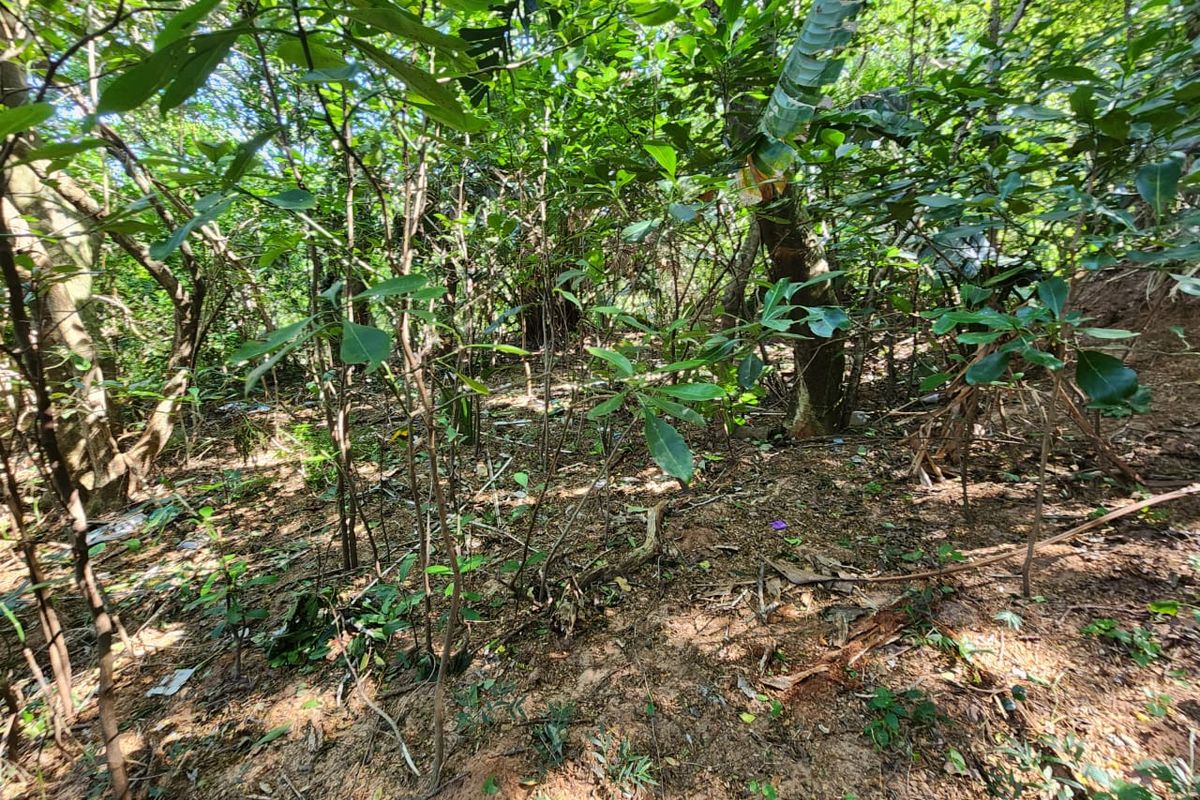 A view of the densely wooded, undeveloped residential land, featuring mature trees and natural ground cover.