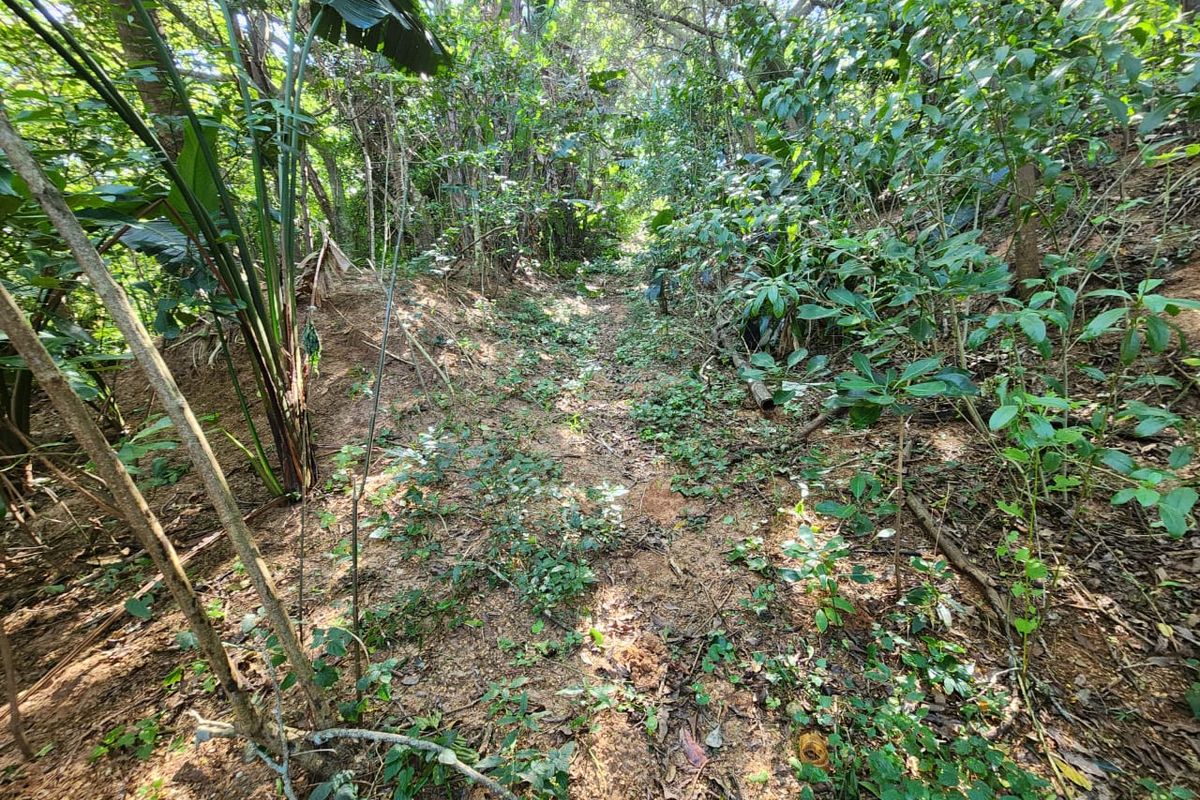 A view of the densely vegetated, undeveloped residential land featuring natural terrain and established trees.