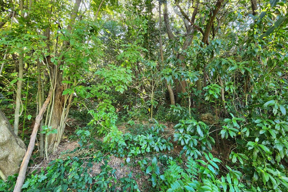 A view of the densely wooded, undeveloped residential land, featuring mature trees and natural ground cover.