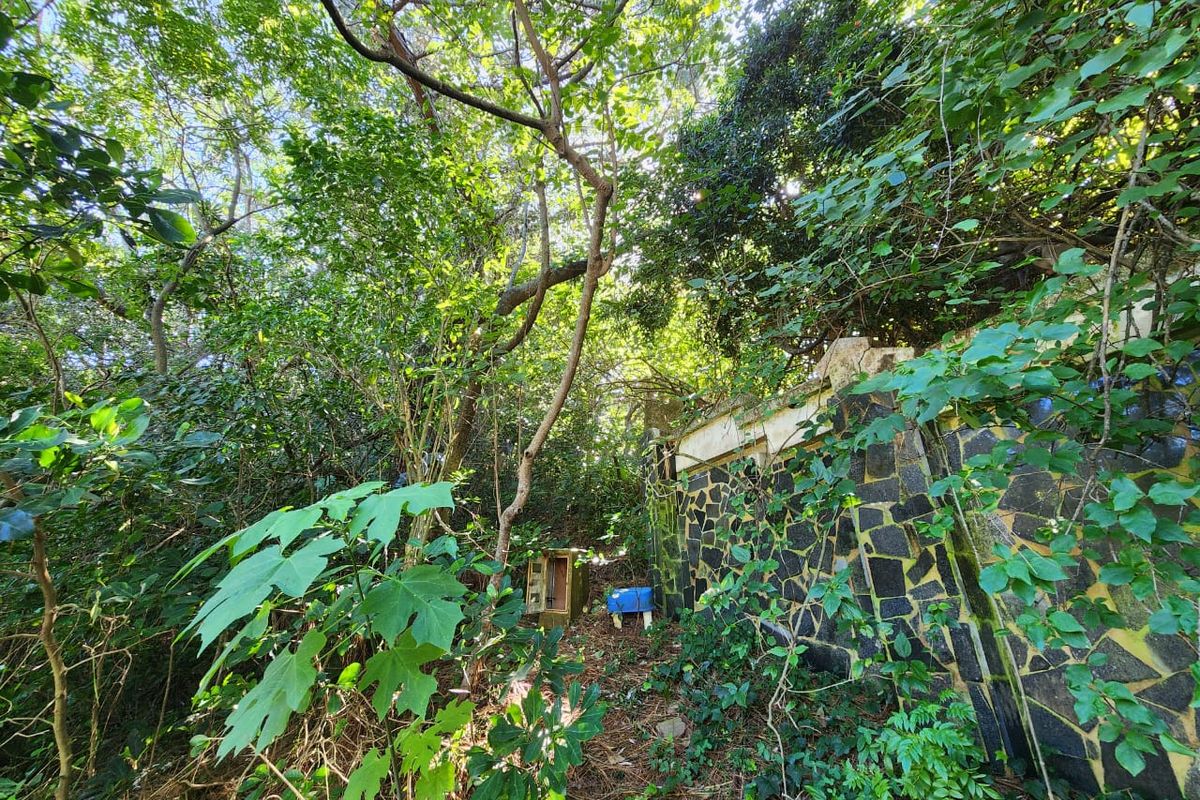 A heavily overgrown residential plot featuring a weathered stone retaining wall and dense natural vegetation, requiring significant clearing and site preparation.