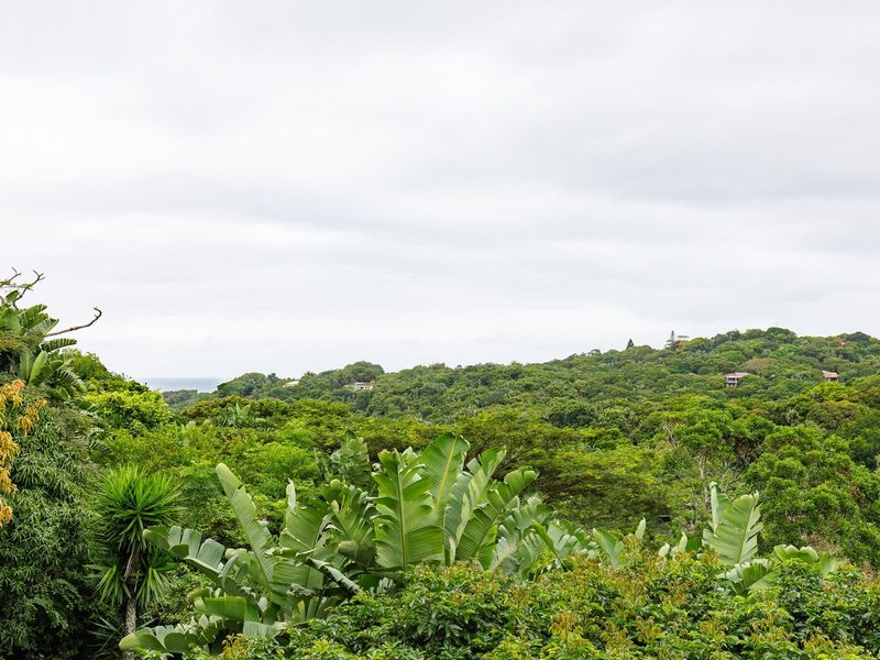 Own Your Own Little Lodge In Southbroom - Photo 10