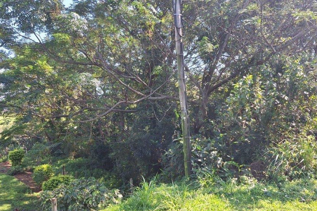A view of the vacant residential land featuring mature trees, dense vegetation, and an existing utility pole on the property.