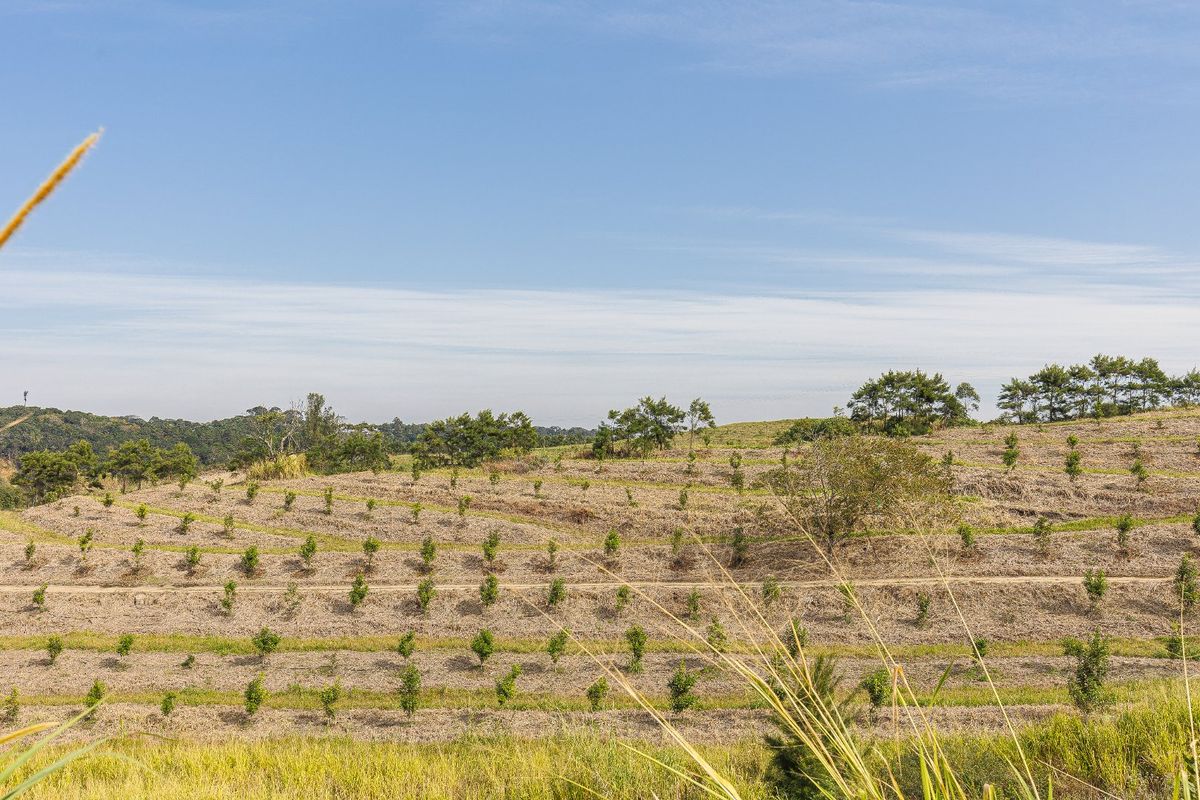A scenic view of a terraced farm landscape featuring rows of young orchard trees planted across the hillside.