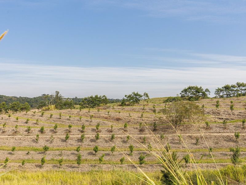 A scenic view of a terraced farm landscape featuring rows of young orchard trees planted across the hillside.