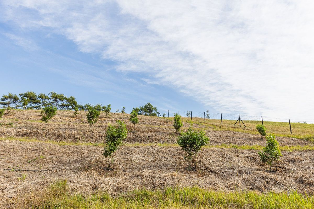 A sloped agricultural plot featuring young saplings, terraced ground cover, and perimeter wire fencing.