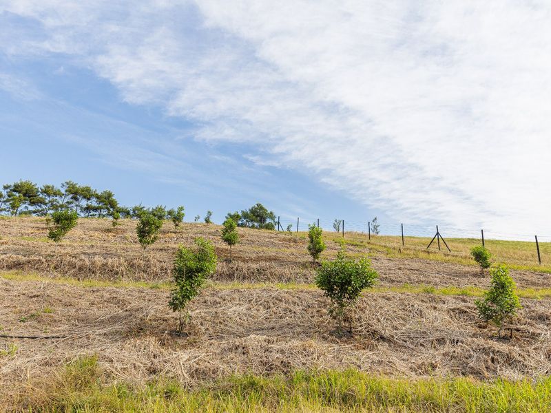 A sloped agricultural plot featuring young saplings, terraced ground cover, and perimeter wire fencing.