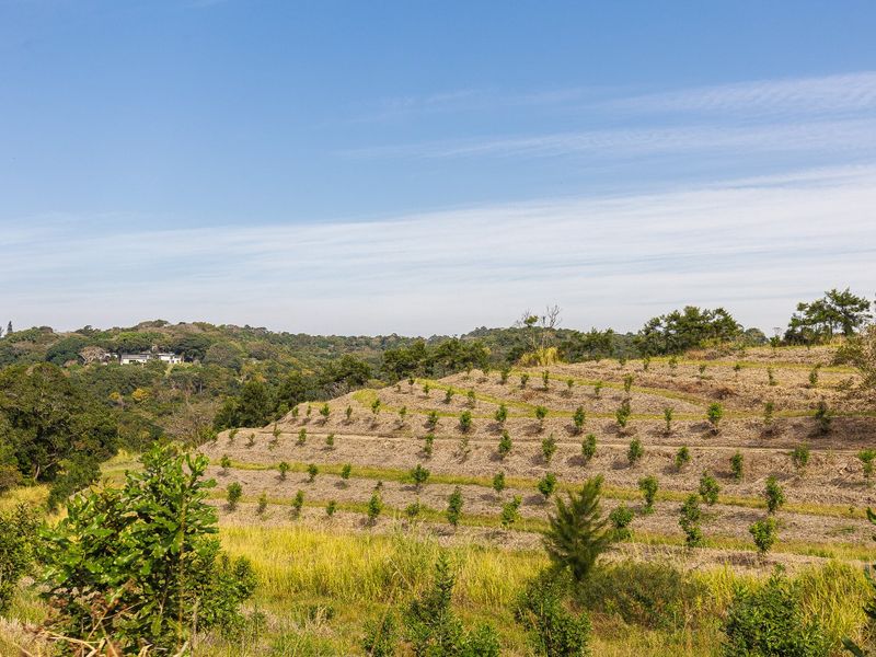 A scenic view of a terraced farm landscape featuring young orchard trees planted along the hillside contours.